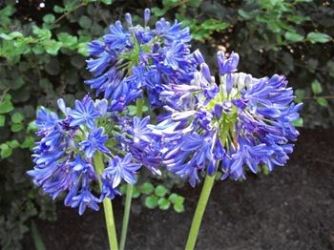 Blue Yonder Lily of the Nile, Agapanthus (Cold Hardy, Repeat Flowering), Agapanthus 'Blue Yonder'
